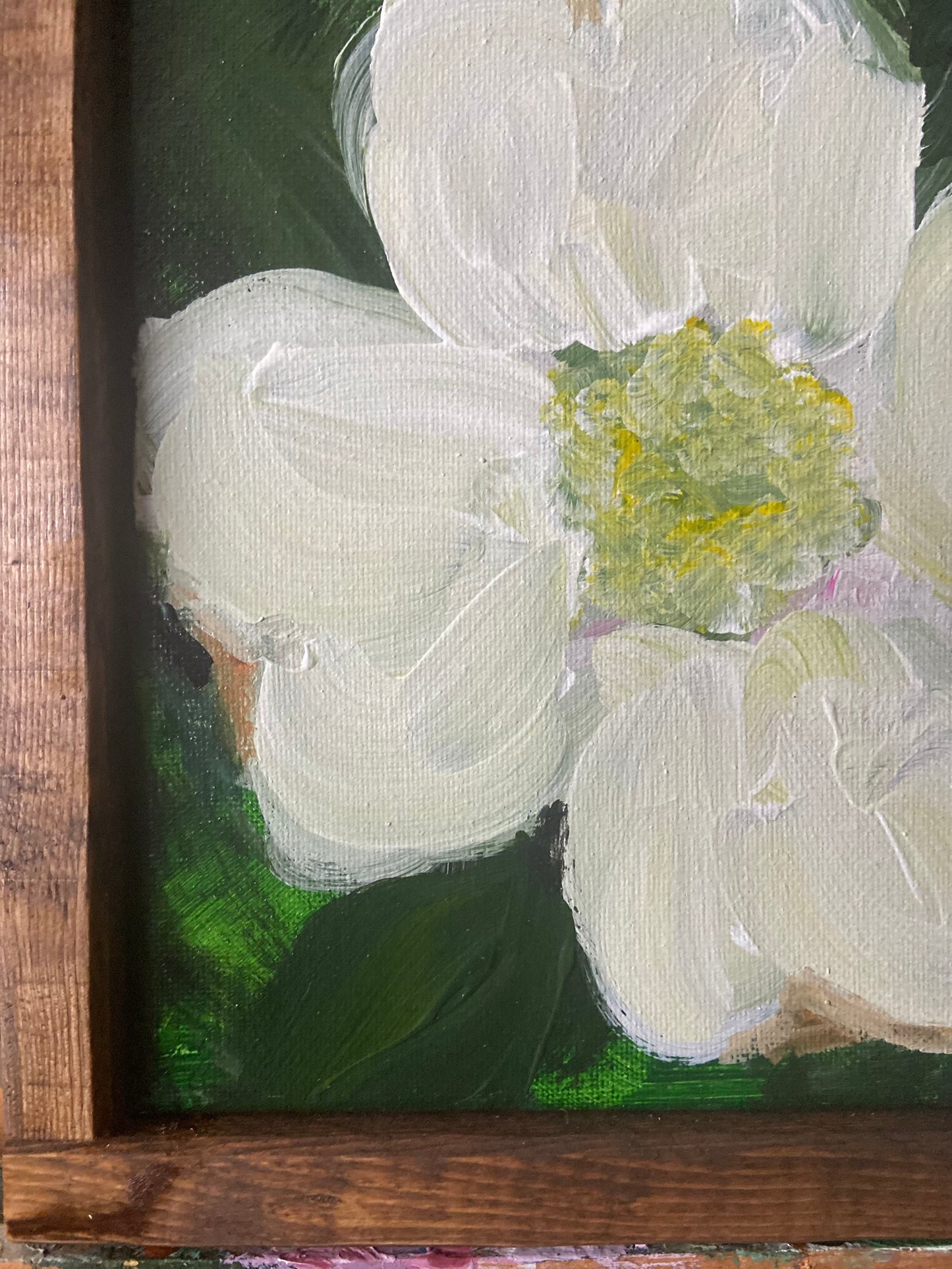 dogwood bloom